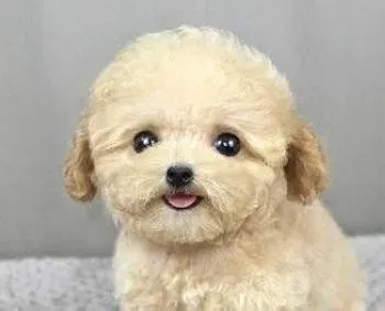 泰迪犬|怎样预防和治疗泰迪犬尿道类的疾病