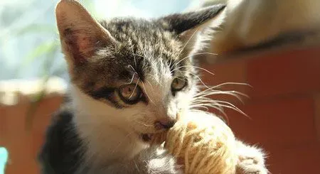 双层猫厕所怎么用 不能放在猫吃饭的地方 | 猫
