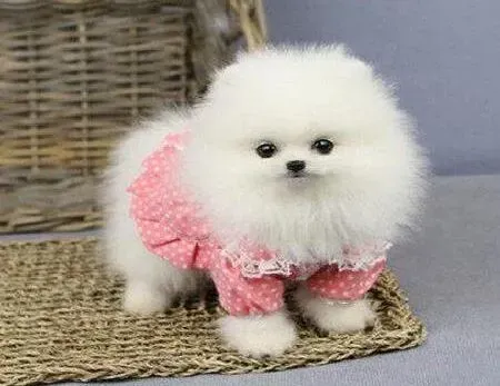博美犬|刚带回来的博美犬不吃饭还拉肚子怎么办