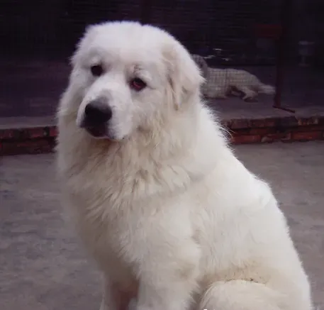 大白熊犬凶么 大白熊犬性格还是比较情温和的 | 大白熊犬