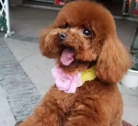 贵宾犬|贵宾犬过于活泼可怎么办