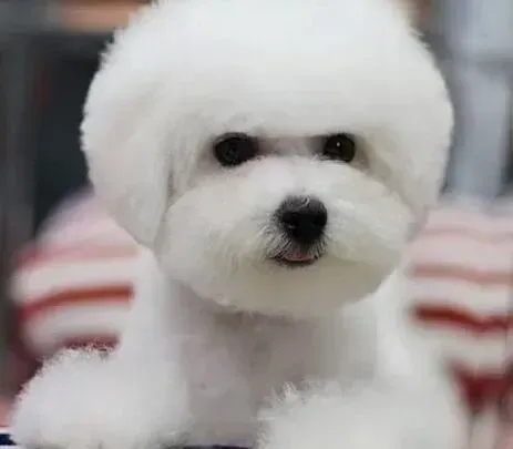 比熊犬|众多狗狗家长推荐的饲养比熊幼犬的方法