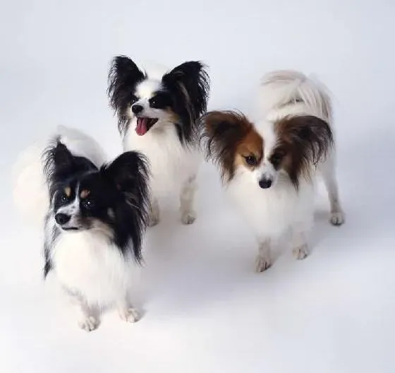 蝴蝶犬|为何初次回家的蝴蝶犬易患病