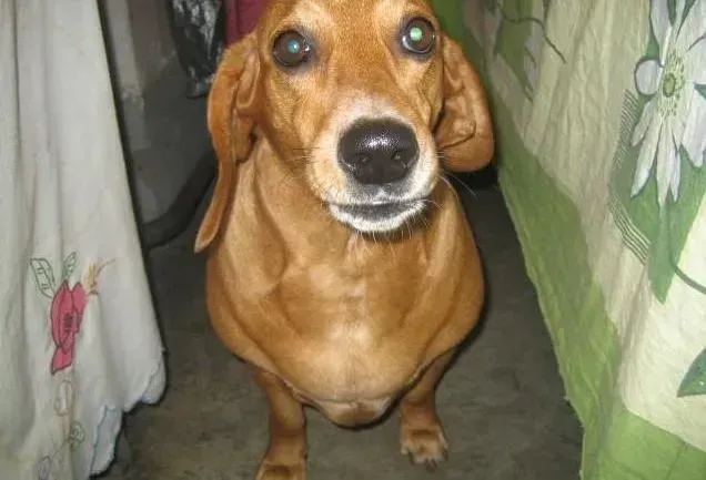 腊肠犬|防暑解热巧方法 夏季如何护理腊肠犬
