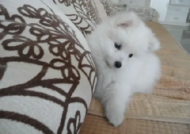 银狐犬|两招及时发现银狐犬体外寄生虫 养宠环境很重要