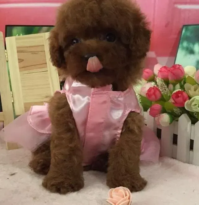 泰迪犬|泰迪犬患上关节炎如何治疗它