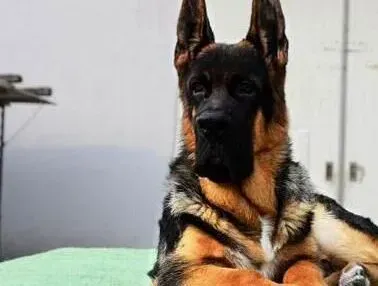 德国牧羊犬|健康饮食 喂养德国牧羊犬要注意哪些原则