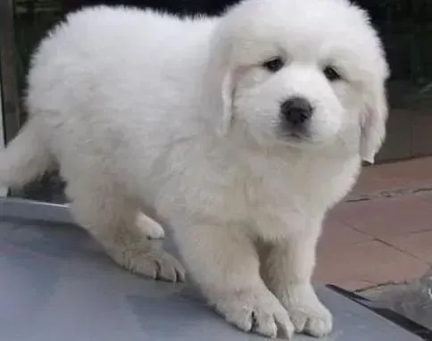 大白熊犬|大白熊犬食欲差，口吐黄水是什么情况