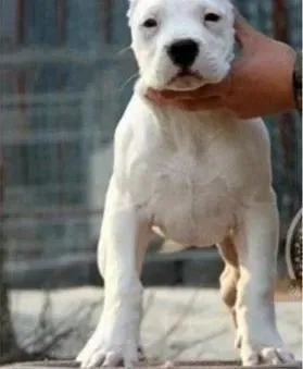 杜高犬|杜高犬自虐老咬自己是怎么回事