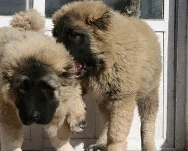 高加索犬|饲养高加索犬一定要学会对它说“不”