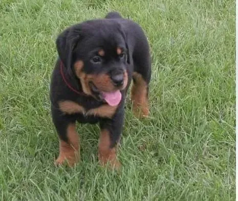 罗威纳犬|不同年龄段的罗威纳犬需如何谨慎对待