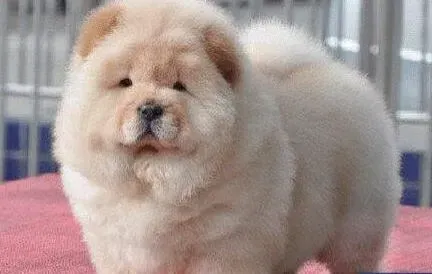 松狮犬|松狮犬在喂养的时候会面临哪些问题