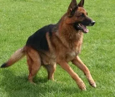 德国牧羊犬|简单介绍德国牧羊犬接种疫苗的相关知识