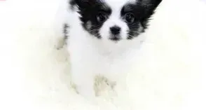 蝴蝶犬|蝴蝶犬什么时候可以注射疫苗 求解答