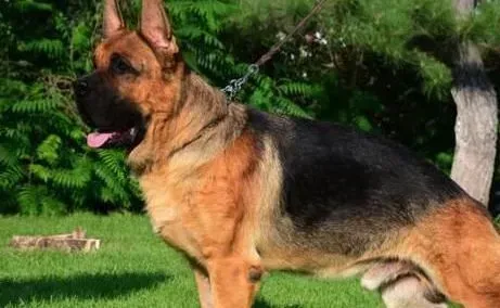 德国牧羊犬|刚到家的德国牧羊犬不停吠叫要怎么办