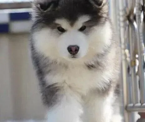 阿拉斯加犬|两个月的阿拉斯加犬为什么总咬人