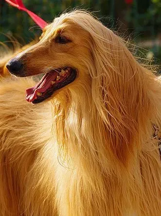 阿富汗猎犬训练 享受训练过程中的乐趣 | 阿富汗猎犬