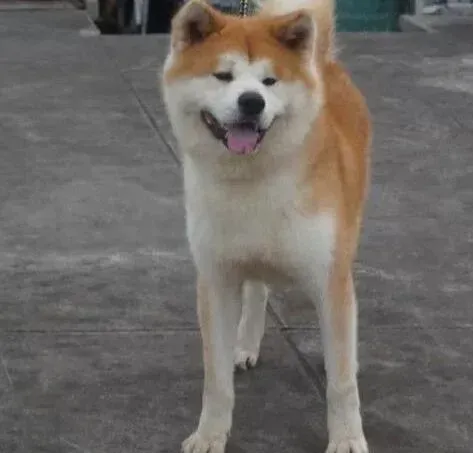 秋田犬|怎样训练秋田犬每天叫你起床，成为你的小闹钟
