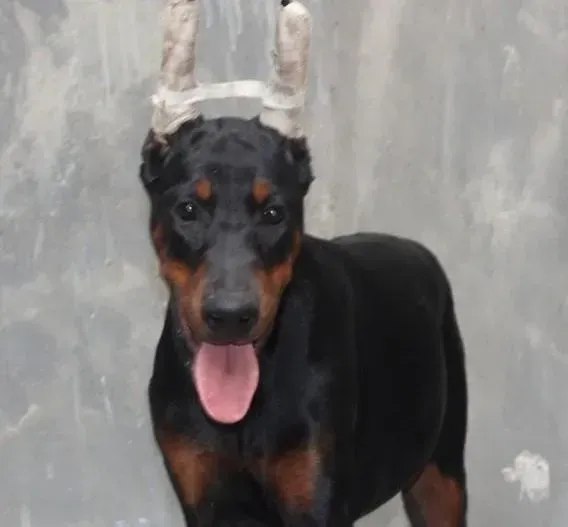 杜宾犬|杜宾犬什么时候驱虫，求解答