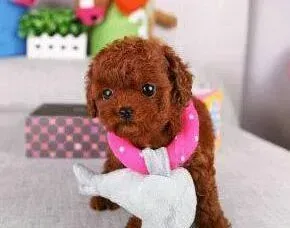 贵宾犬|贵宾犬长了双排牙齿怎么办