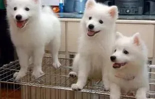 银狐犬|刚出生的小银狐犬不会吃奶怎么办