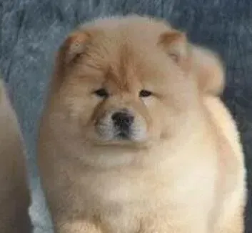松狮犬|分享训狗经验 怎么纠正松狮犬到处大小便