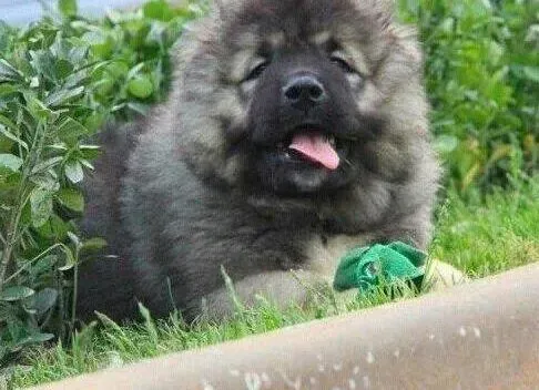 高加索犬|高加索犬拉肚子带血丝该怎么办