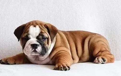 英国斗牛犬|斗牛犬得了耳螨，求有效的治疗方法