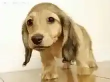 腊肠犬|宠物牙医教你如何日常护理腊肠犬的牙齿