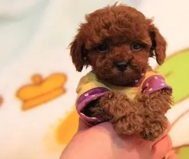 贵宾犬|导致贵宾犬腹泻拉黄水的原因
