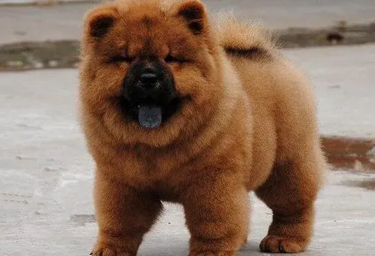 松狮犬|喂食松狮犬要注意好五大营养元素的搭配