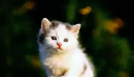 猫咪维生素A缺乏症的治疗方法 需饲料的多样化 | 维生素
