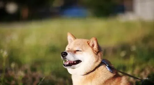 柴犬尾巴短 柴犬什么样的尾巴为最佳 | 柴犬