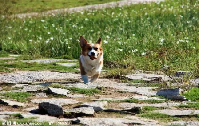 柯基犬|不知道为什么，柯基犬后腿无力，而且发抖