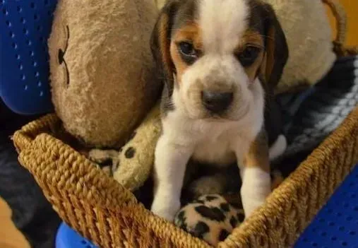 比格犬|足部健康护理：比格犬的爪子要细心呵护