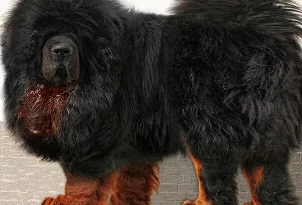 藏獒|藏獒多大不用再吃狗粮 可以吃馒头吗