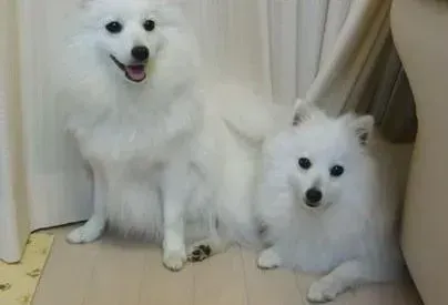 银狐犬|求帮助 银狐犬患上细小怎么治