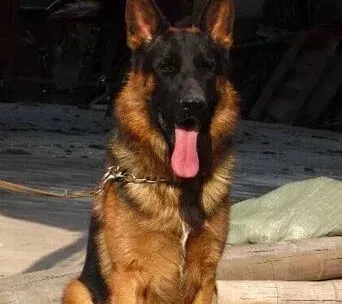 德国牧羊犬|德国牧羊犬眼睛红肿，睁不开应如何治疗