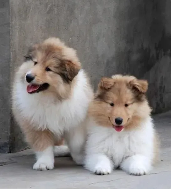 苏格兰牧羊犬|给苏格兰牧羊犬梳理被毛学问大