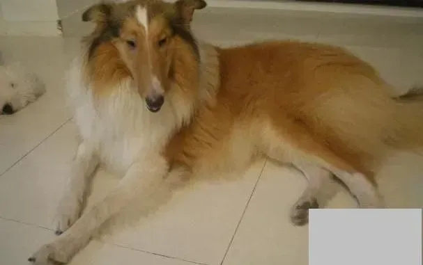苏格兰牧羊犬|哪几种水果是苏格兰牧羊犬一定不可以吃的