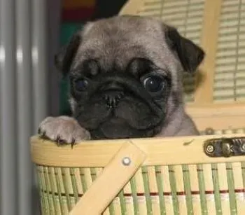 巴哥犬|运动成就健康 如何带领巴哥犬科学散步