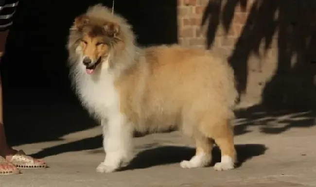 苏格兰牧羊犬|苏格兰牧羊犬消化不好该喂什么食物