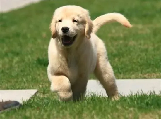 金毛|你的金毛犬有舔手脚的毛病么