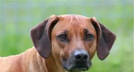 罗得西亚脊背犬掉毛程度 如何解决掉毛情况 | 罗得西亚脊背犬