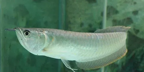 银龙鱼怎么不吃食 解决不吃食的五种方法 | 银龙鱼