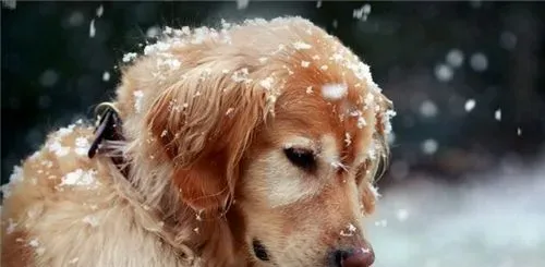 金毛寻回犬口水程度 金毛寻回犬口水很少 | 金毛寻回犬