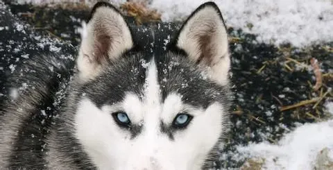 阿拉斯加雪橇犬食量 如何掌握喂食量 | 阿拉斯加雪橇犬