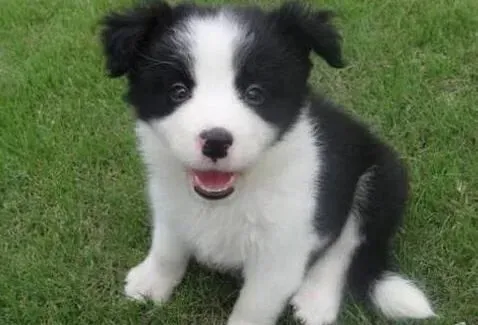 边境牧羊犬|边境牧羊犬每天吃很多太胖了如何给它减肥呢