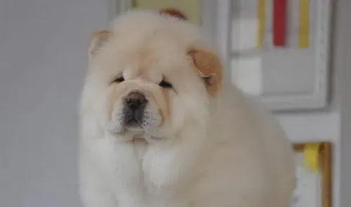 松狮犬是哪个国家的 松狮犬原产于中国 | 松狮犬