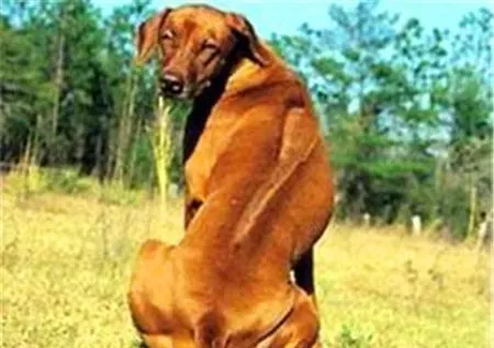 罗得西亚脊背犬掉毛程度 如何解决掉毛情况 | 罗得西亚脊背犬